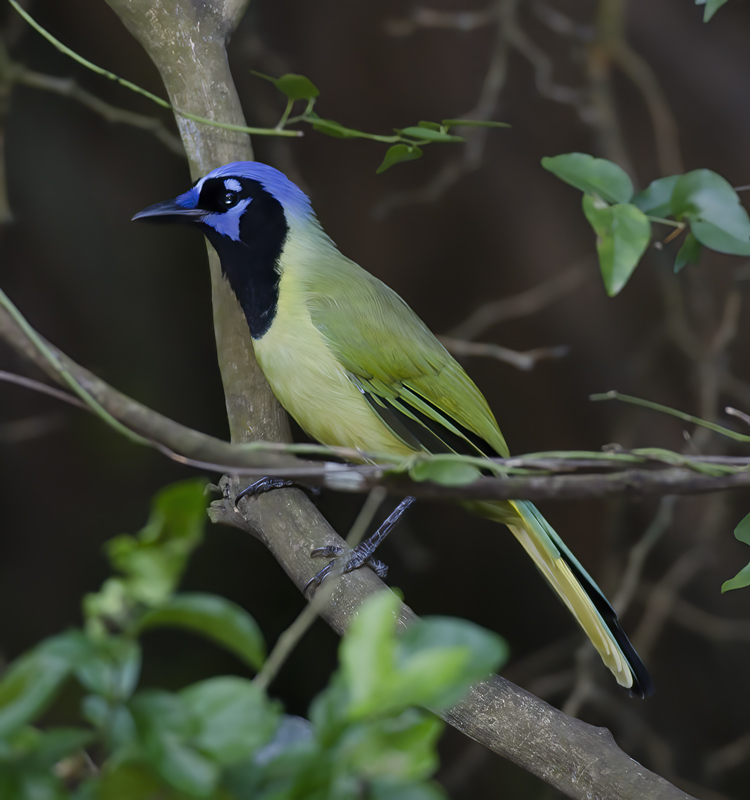 Green_Jay_12_TX_065