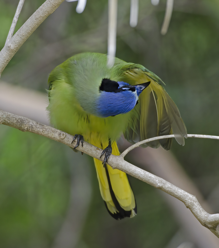 Green_Jay_12_TX_083
