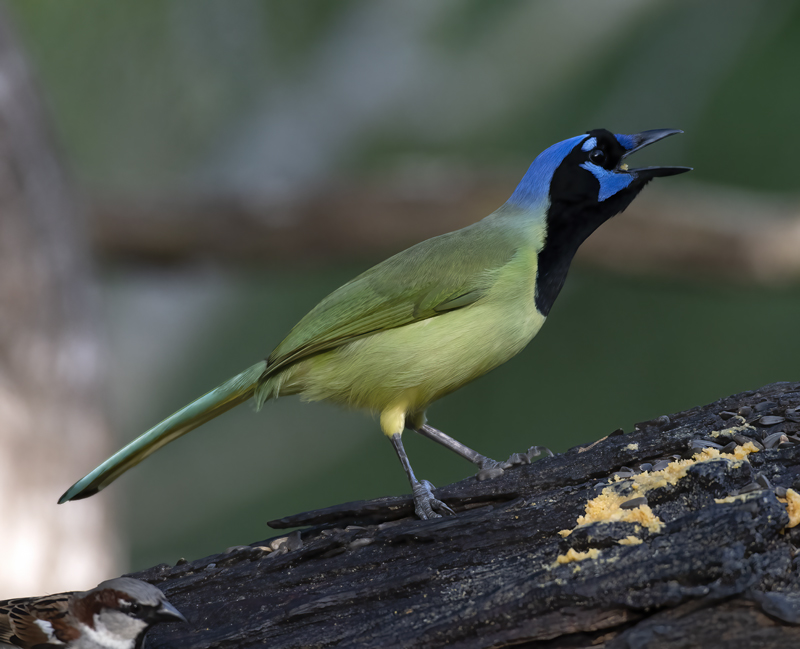 Green_Jay_19_TX_002