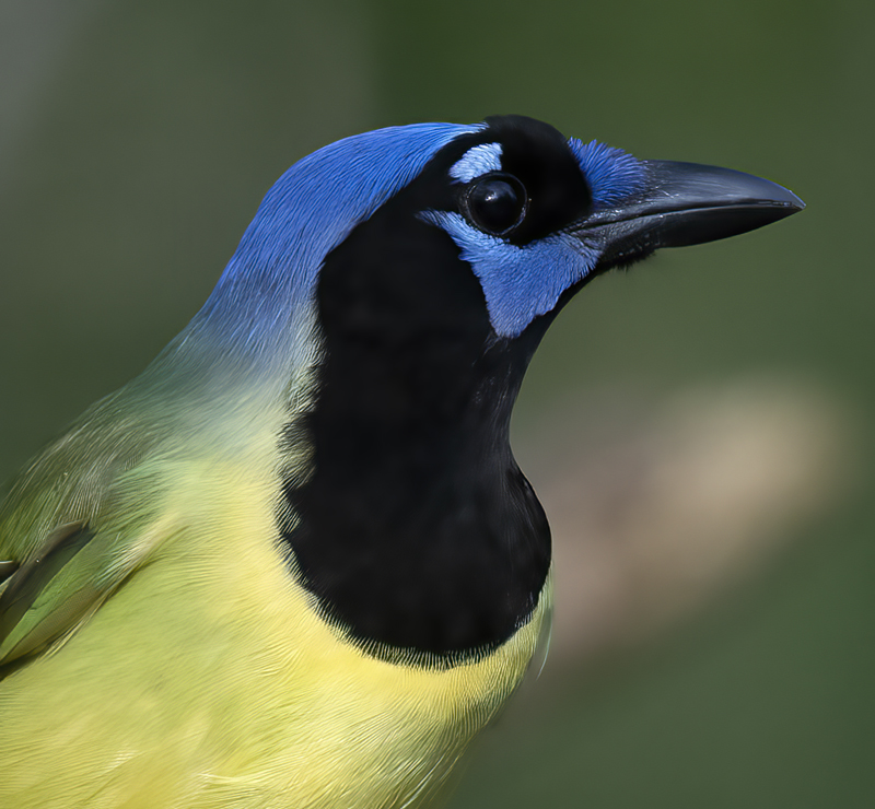 Green_Jay_19_TX_005