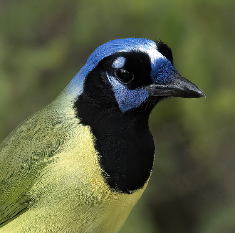 Green_Jay_22_TX_053