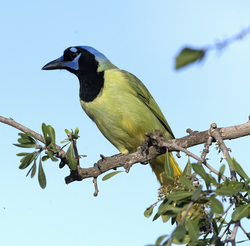 Green_Jay_22_TX_084
