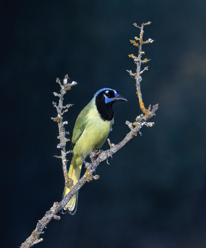Green_Jay_22_TX_124