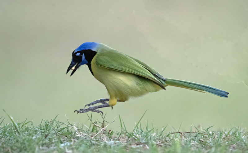 Green_Jay_24_TX_C_516