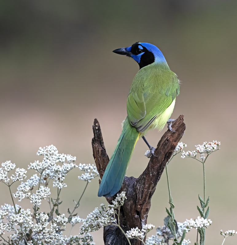 Green_Jay_24_TX_L_027