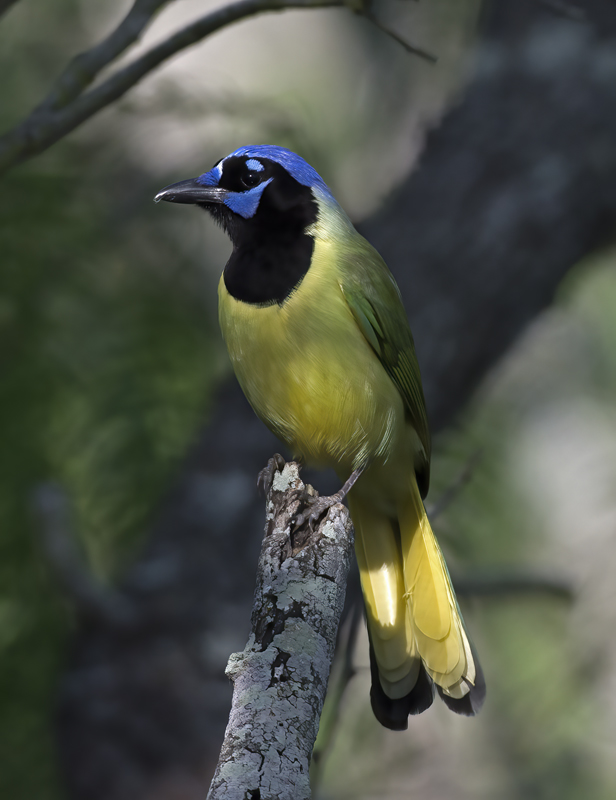 Green_Jay_TX_18_001