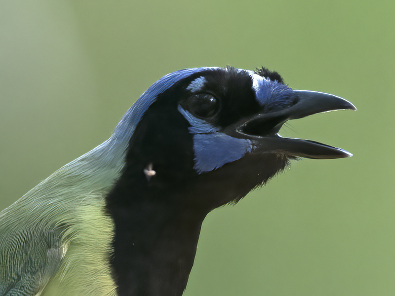 Green_Jay_TX_18_032