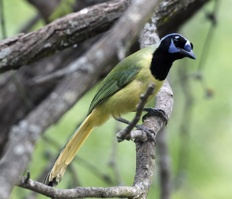 Green_Jay_TX_18_042