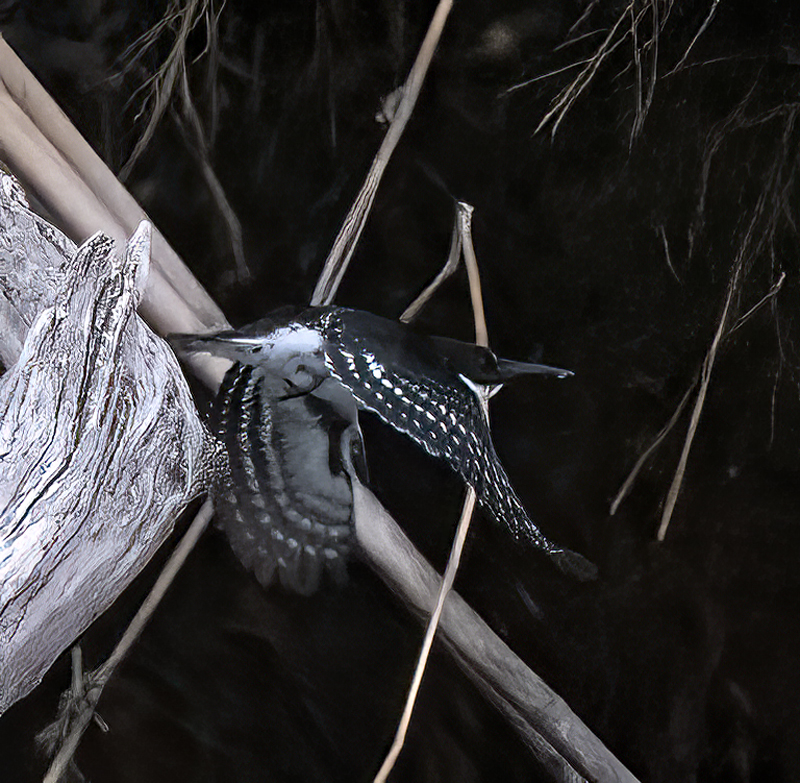 Green_Kingfisher_22_TX_042