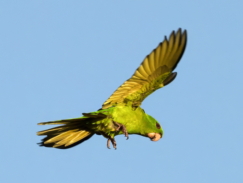 Green_Parakeet_24_TX_L_059