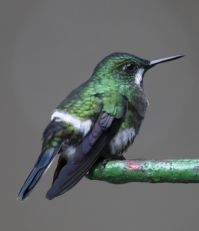 Green_Thorntail_17_Costa_Rica_009