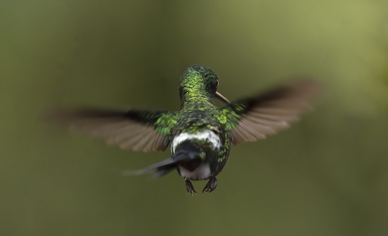 Green_Thorntail_18_Costa_Rica_016