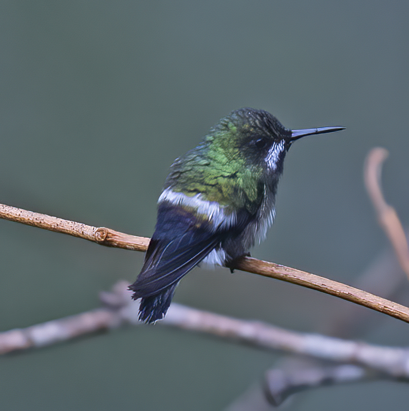 Green_Thorntail_18_Ecuador_001