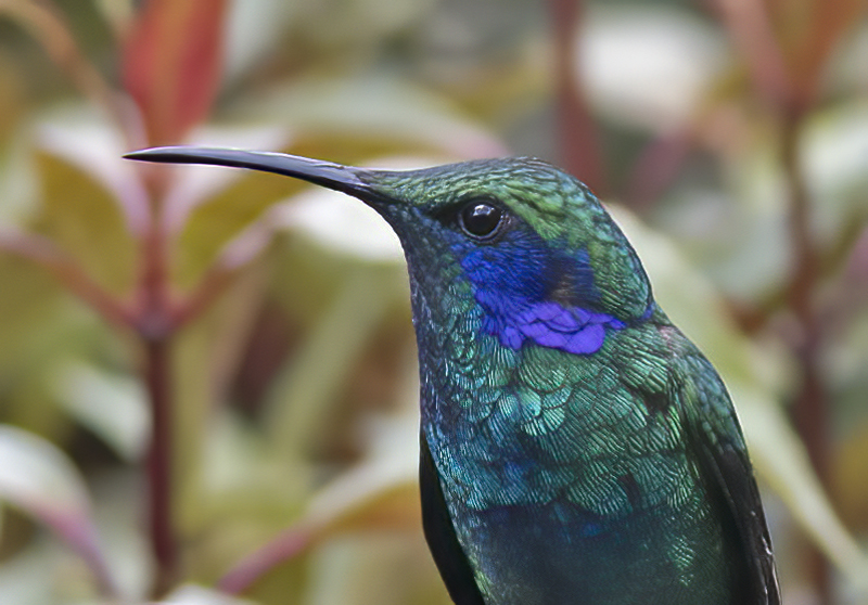 Green_Violetear_17_Costa_Rica_035