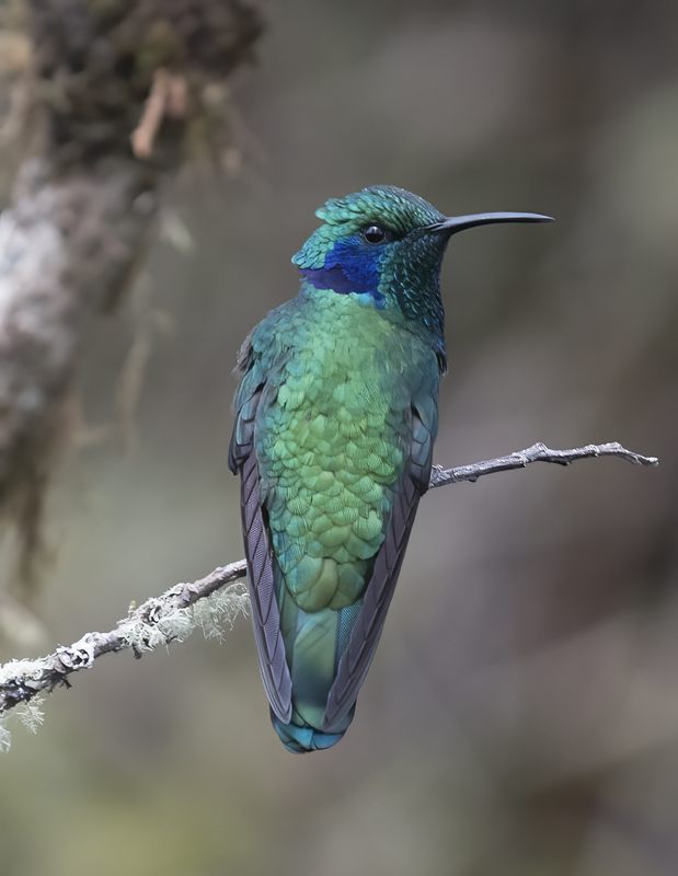 Green_Violetear_17_Costa_Rica_053