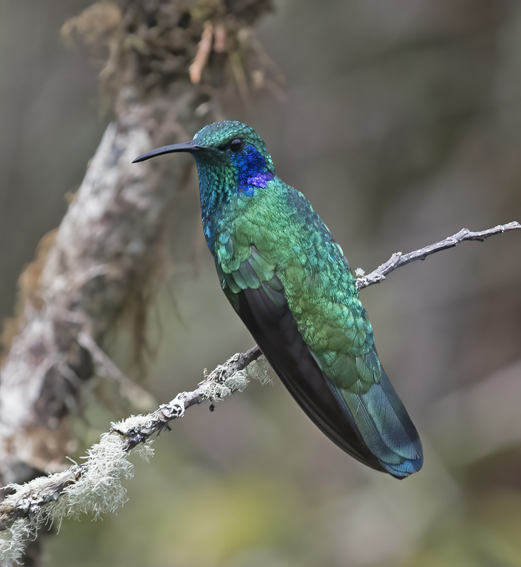 Green_Violetear_17_Costa_Rica_057