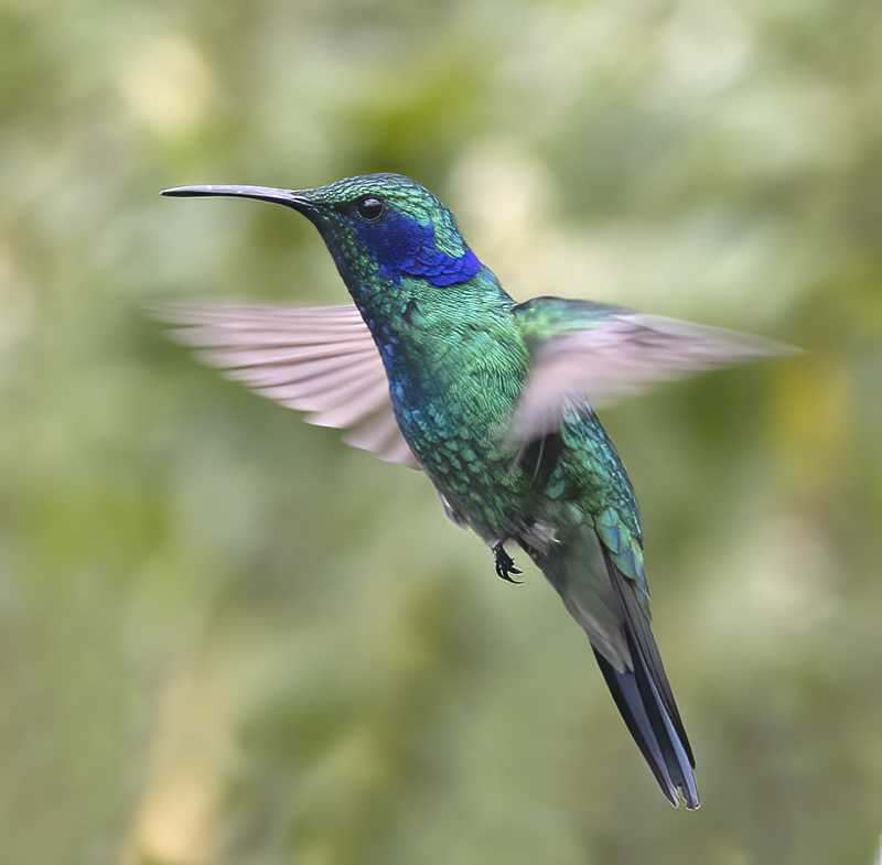 Green_Violetear_17_Costa_Rica_066