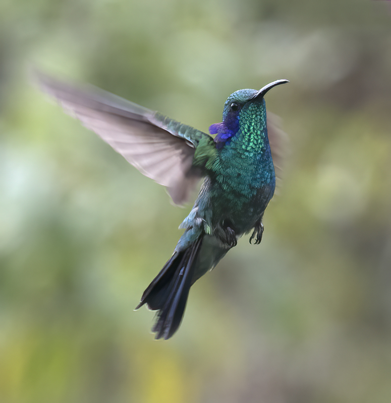 Green_Violetear_17_Costa_Rica_147