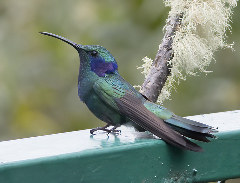 Green_Violetear_17_Costa_Rica_157