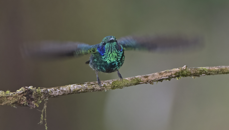 Green_Violetear_17_Costa_Rica_167