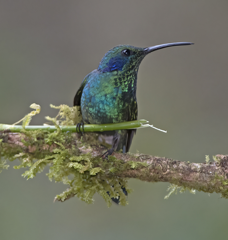 Green_Violetear_17_Costa_Rica_169