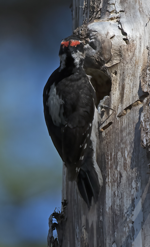 Hairy_Woodpecker_17_OR_038