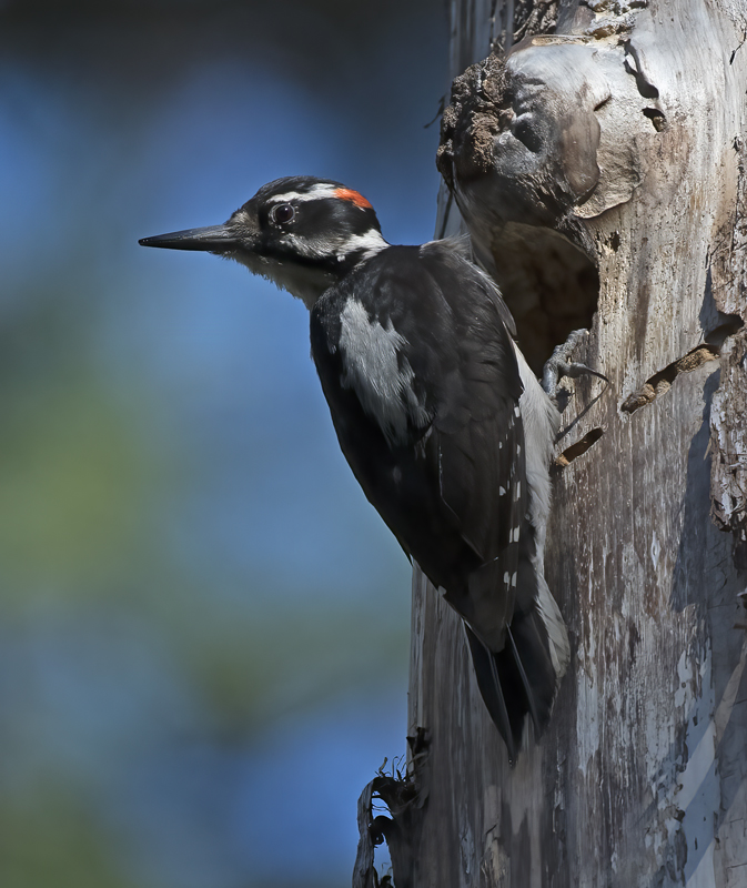 Hairy_Woodpecker_17_OR_042