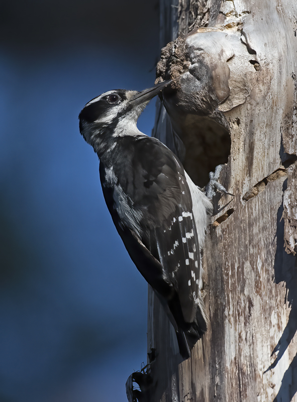 Hairy_Woodpecker_17_OR_058