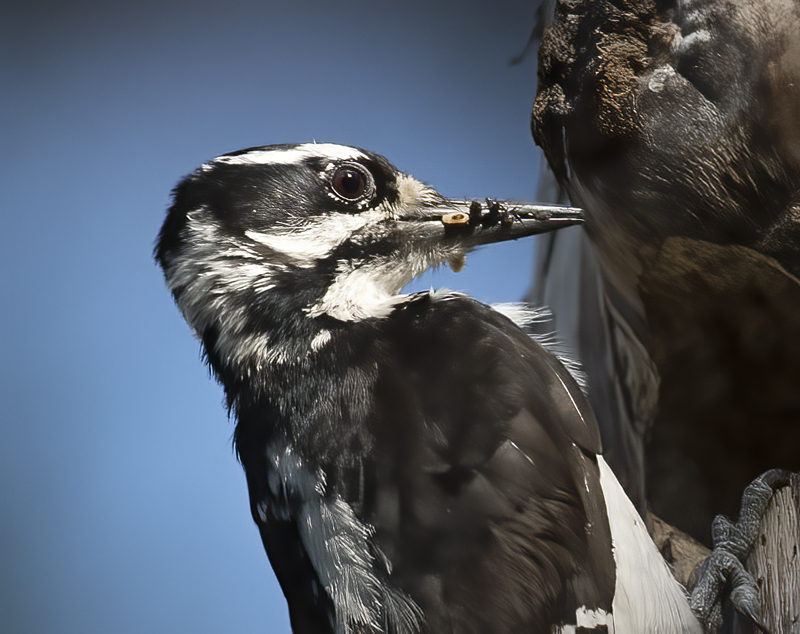 Hairy_Woodpecker_17_OR_090