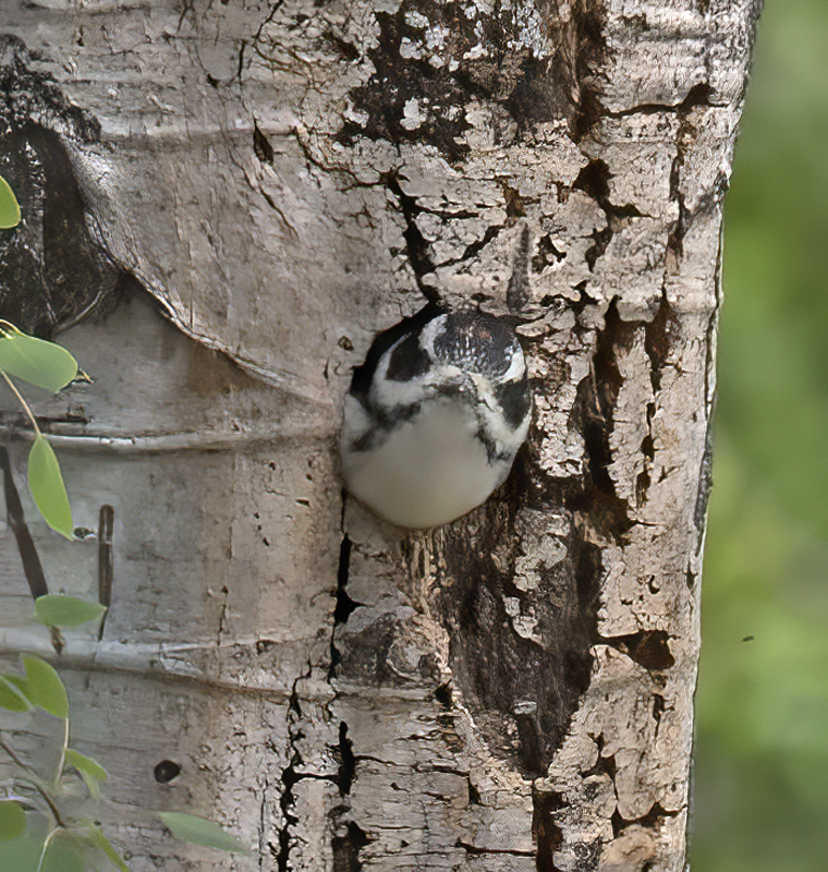 Hairy_Woodpecker_17_OR_105