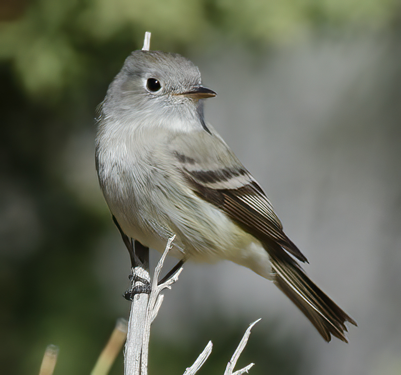 Hammonds_Flycatcher_14_CA_007