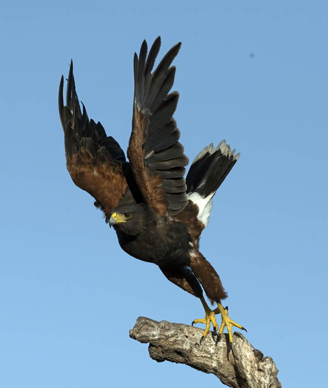 Harris_Hawk_22_TX_018