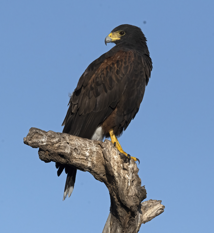Harris_Hawk_22_TX_028