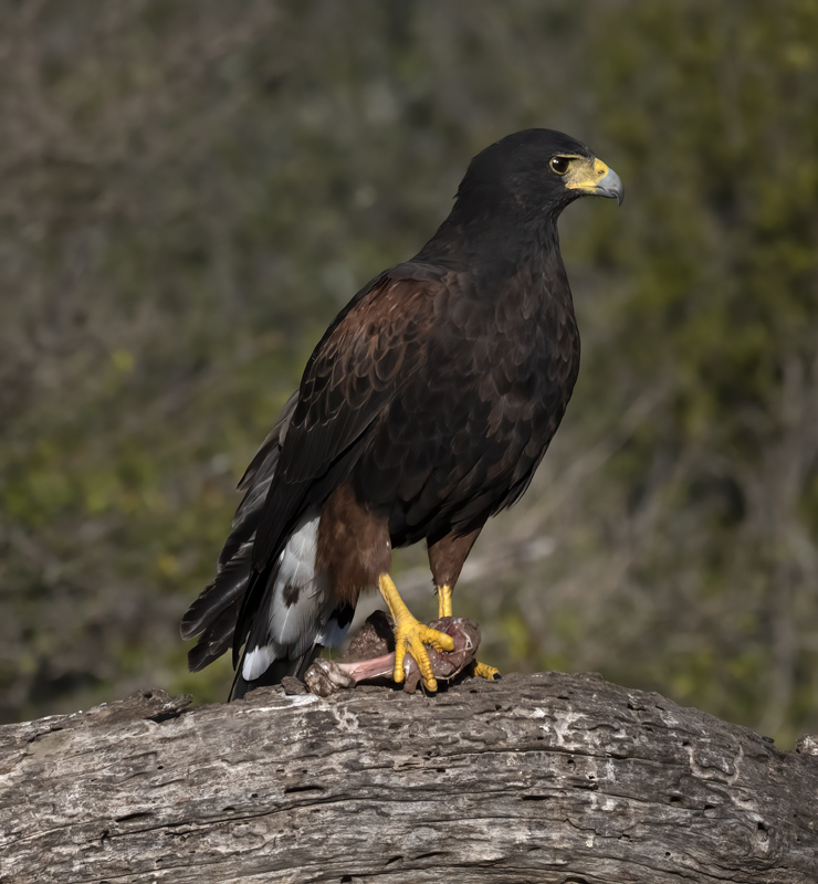 Harris_Hawk_22_TX_062