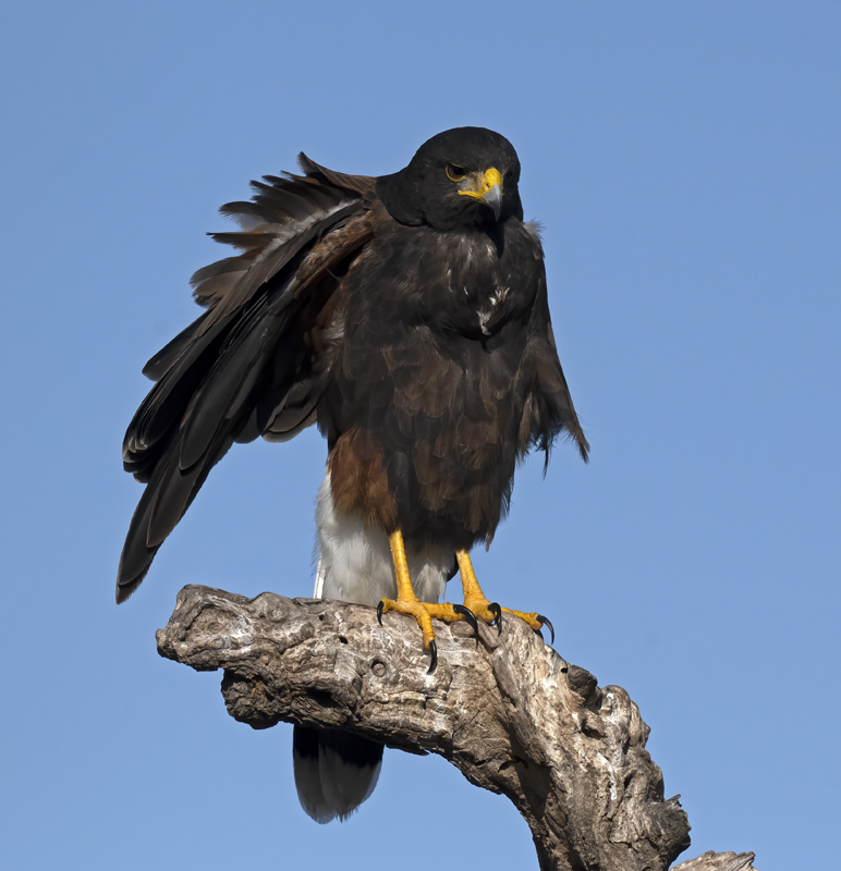 Harris_Hawk_22_TX_076