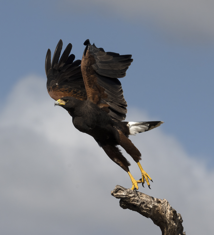 Harris_Hawk_22_TX_145