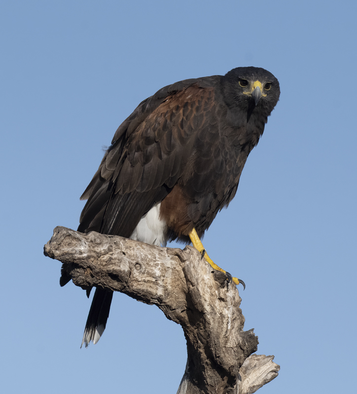 Harris_Hawk_22_TX_183