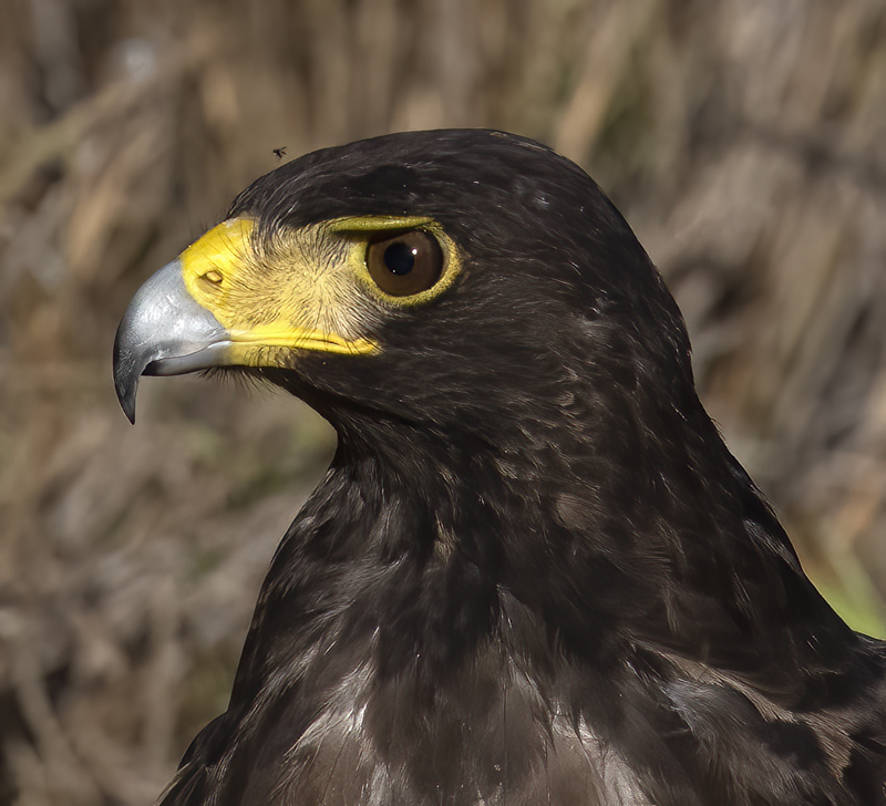 Harris_Hawk_22_TX_204