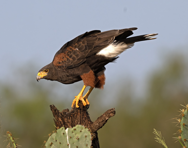 Harris_Hawk_24_TX_C_507