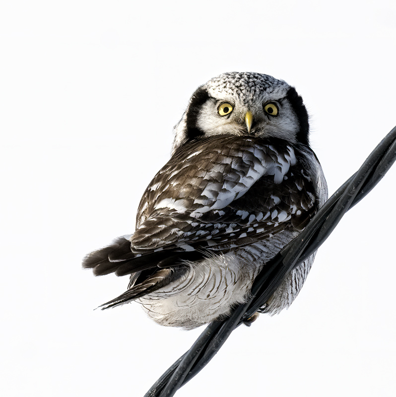 Hawk_Owl_23_Norway_082