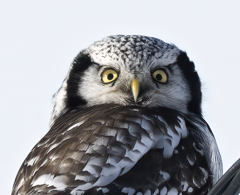 Hawk_Owl_23_Norway_082a