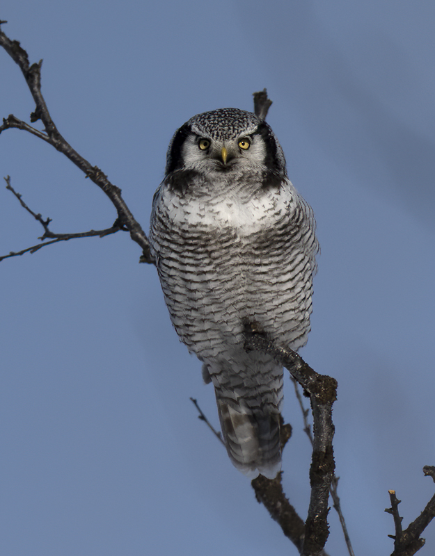 Hawk_Owl_23_Norway_172