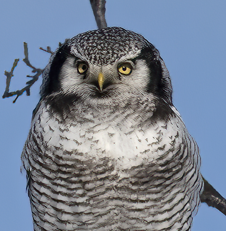 Hawk_Owl_23_Norway_217