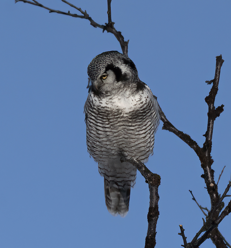 Hawk_Owl_23_Norway_243