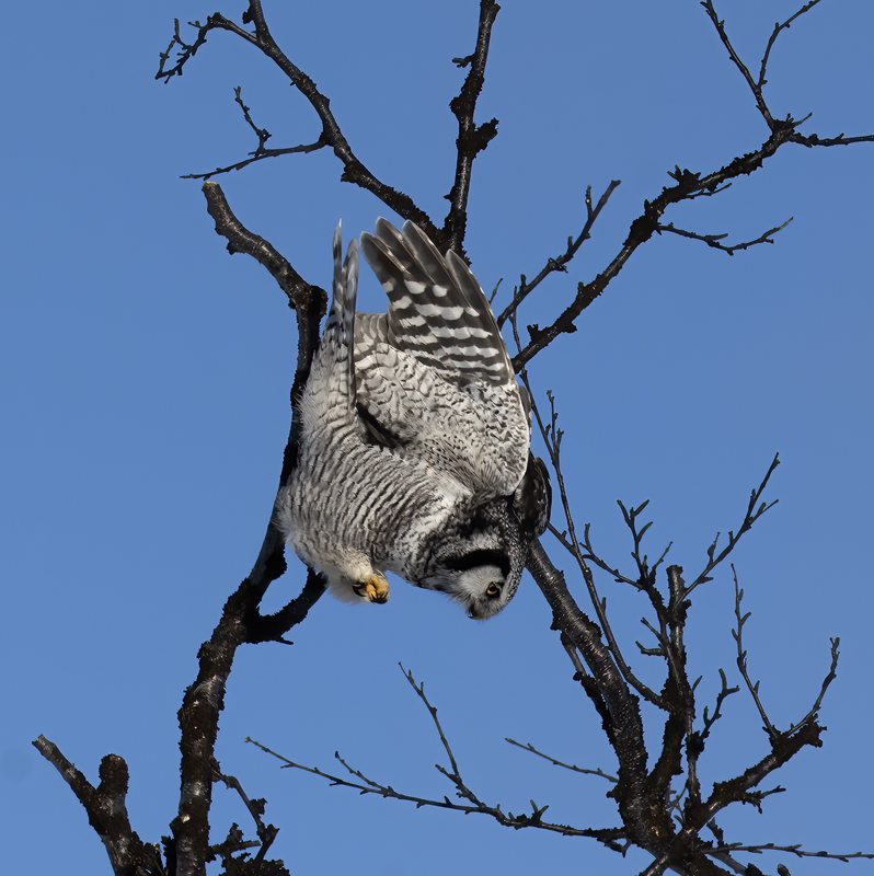 Hawk_Owl_23_Norway_296