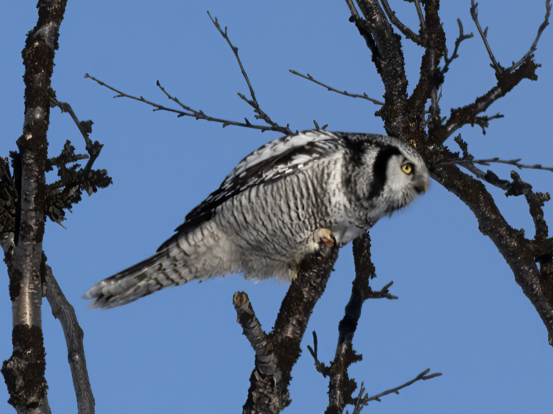 Hawk_Owl_23_Norway_298