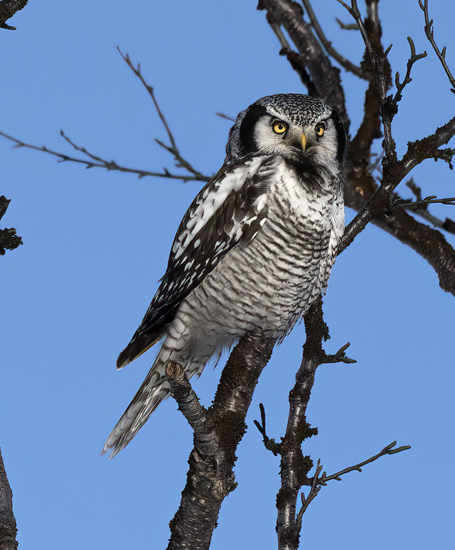 Hawk_Owl_23_Norway_303