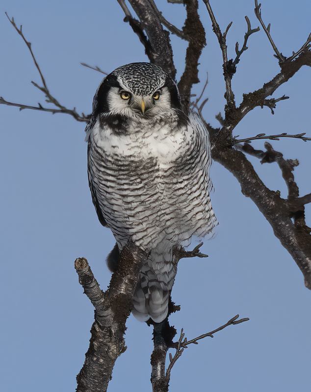 Hawk_Owl_23_Norway_362