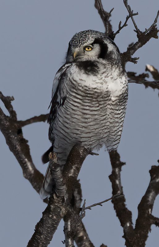 Hawk_Owl_23_Norway_427