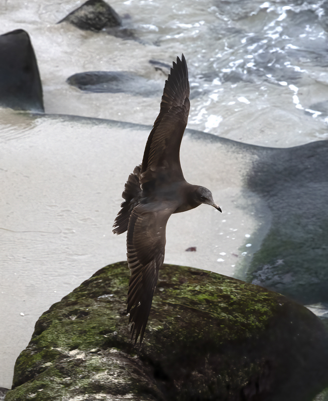 Heermanns_Gull_21_CA_001
